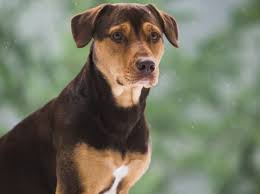 Foto van een hond (Bella)