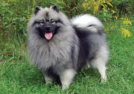 Foto van een keeshond (Kees)